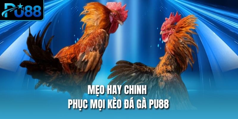 Mẹo hay chinh phục mọi kèo đá gà PU88